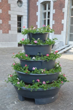 Amaryllis 2025 (002)