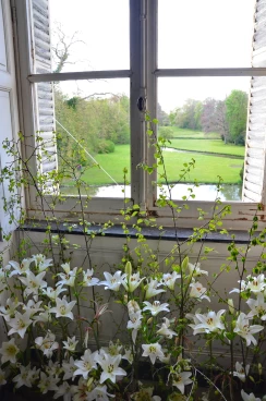 Amaryllis 2025 (045)