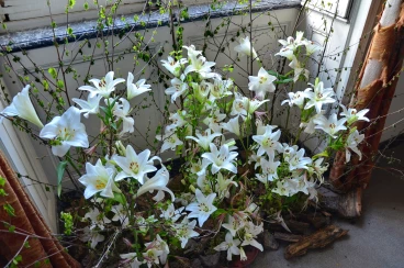 Amaryllis 2025 (041)