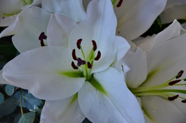 Amaryllis 2025 (020)