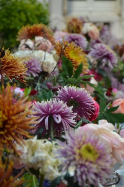 Amaryllis 2025 (009)