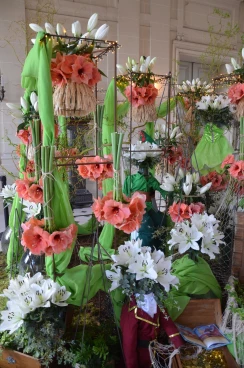 Amaryllis 2025 (018)