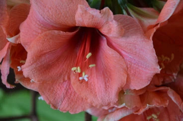 Amaryllis 2025 (021)