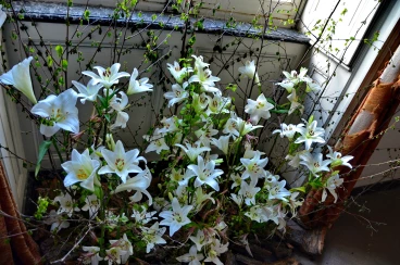 Amaryllis 2025 (043)