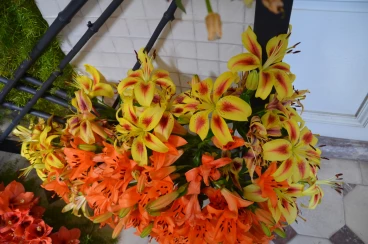 Amaryllis 2025 (060)