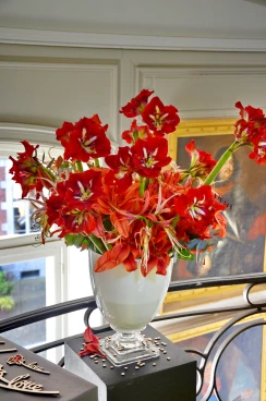 Amaryllis 2025 (126)