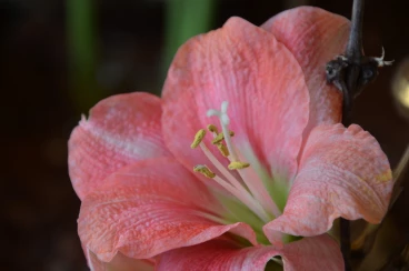 Amaryllis 2025 (157)