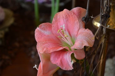 Amaryllis 2025 (156)