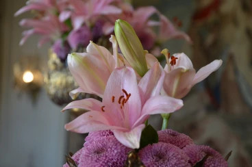 Amaryllis 2025 (158)