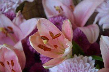 Amaryllis 2025 (161)