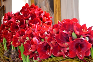 Amaryllis 2017A (036)