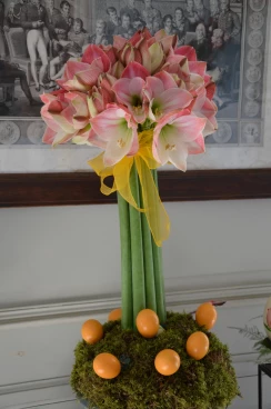 Amaryllis 2017A (003)