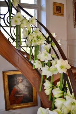 Amaryllis 2017A (058)