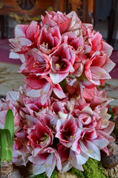 Amaryllis 2017A (013)