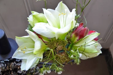 Amaryllis 2017A (027)