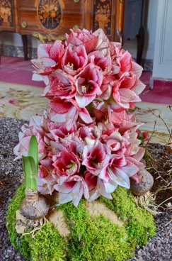 Amaryllis 2017A (012)