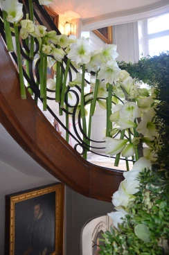 Amaryllis 2017A (059)