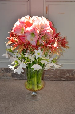 Amaryllis 2017A (002)