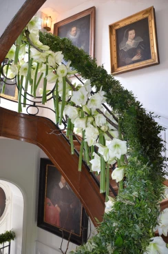 Amaryllis 2017A (060)