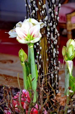 Amaryllis 2017A (014)