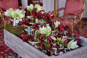 Amaryllis 2017A (025)