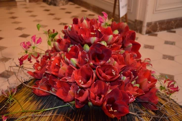 Amaryllis 2017A (047)