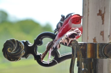 Amaryllis 2017A (008)