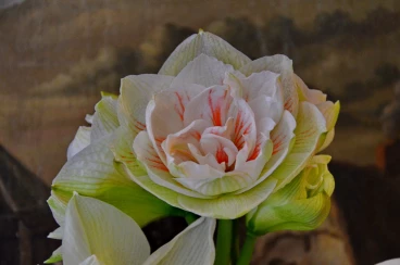 Amaryllis 2017A (043)