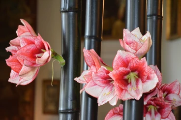 Amaryllis 2017A (035)