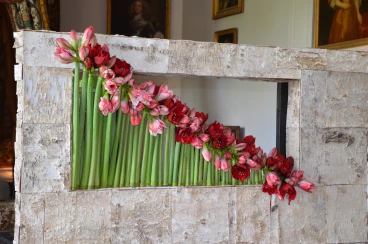 Amaryllis 2017A (031)