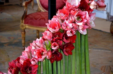 Amaryllis 2017A (029)