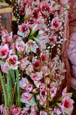 Amaryllis 2017A (018)