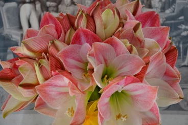 Amaryllis 2017A (005)