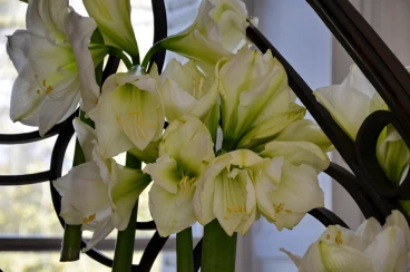 Amaryllis 2017A (056)