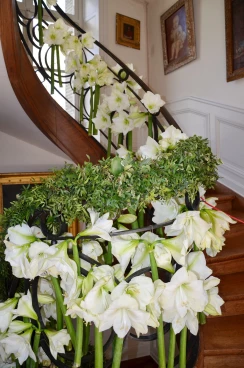 Amaryllis 2017A (052)