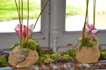 Amaryllis 2017A (015)