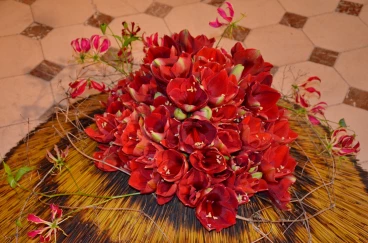 Amaryllis 2017A (046)