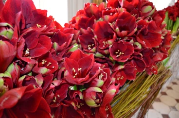 Amaryllis 2017A (038)