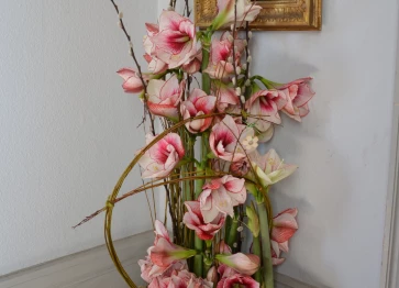 Amaryllis 19 avril 2017