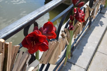 Amaryllis 2017A (114)