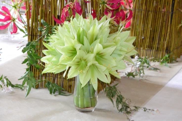 Amaryllis 2017A (095)