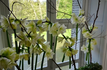 Amaryllis 2017A (064)