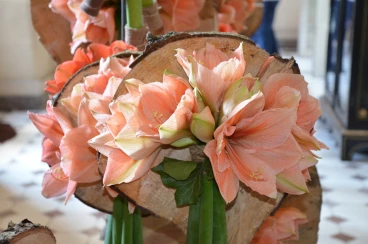 Amaryllis 2017A (083)