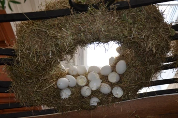 Amaryllis 2017A (062)