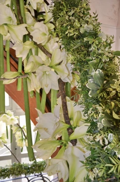 Amaryllis 2017A (063)