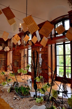 Amaryllis 2017B (168)