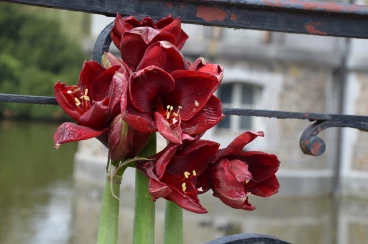 Amaryllis 2017B (200)