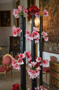 Amaryllis 2017B (145)