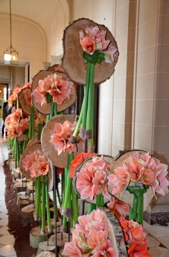 Amaryllis 2017B (174)