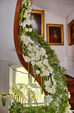 Amaryllis 2017B (160)